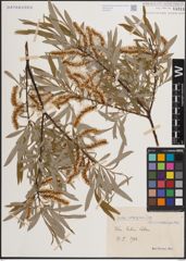 Foto von Salix eleagnos Scop.